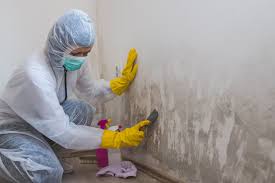 Best Forensic Mold Investigation in New Hackensack, NY